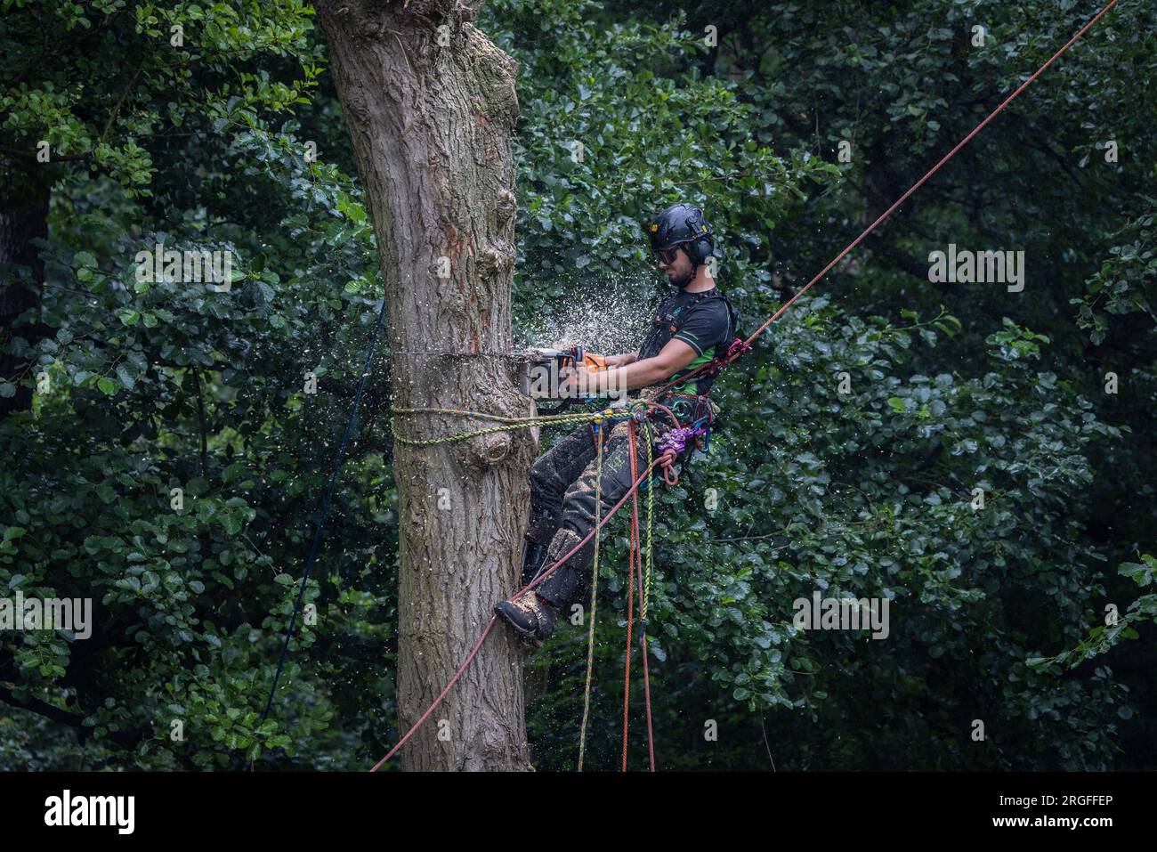 Arborist tree surgeon, using safety ropes and guide lines, felling tree in UK Stock Photo