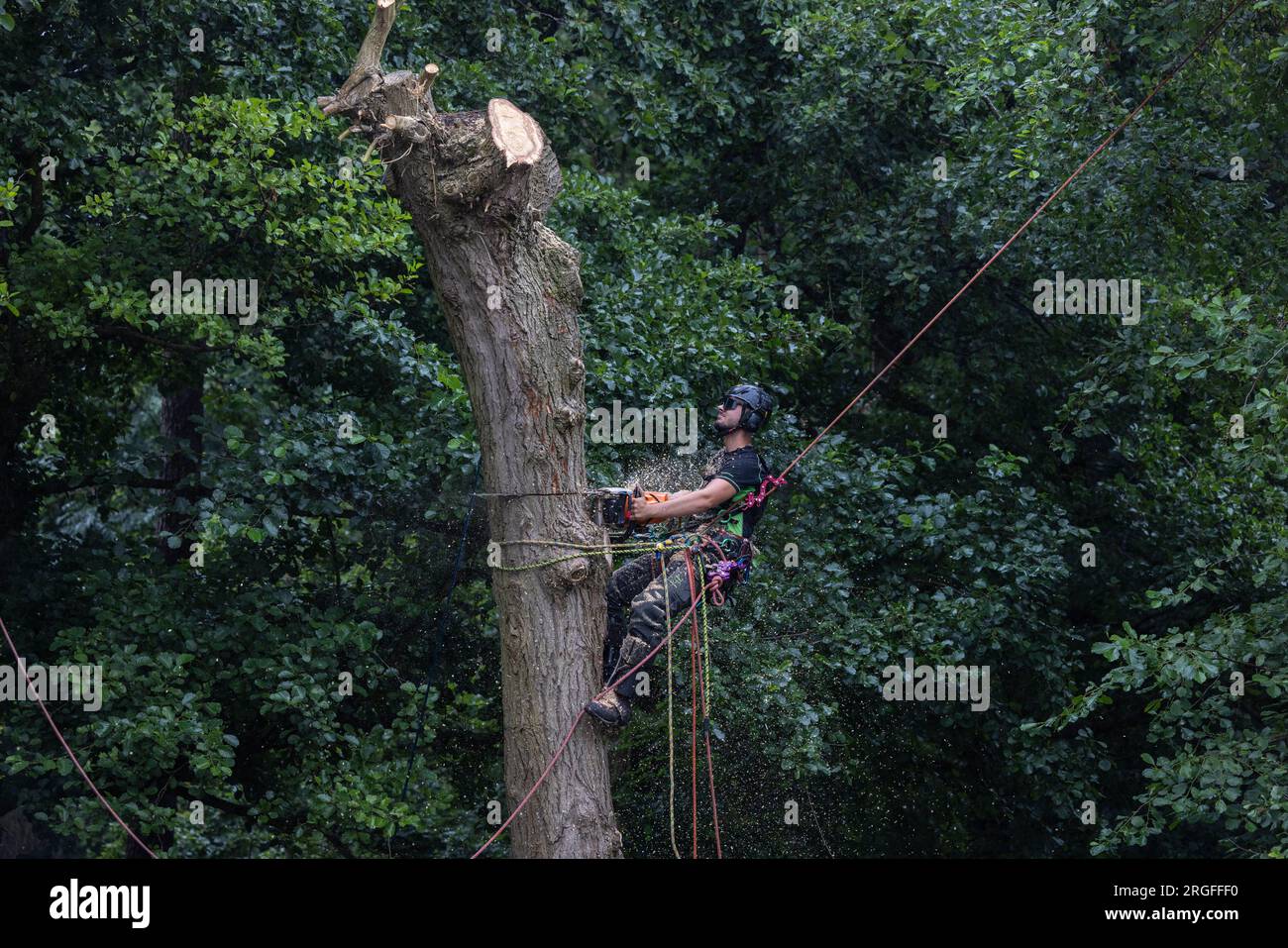 Arborist tree hi-res stock photography and images - Alamy