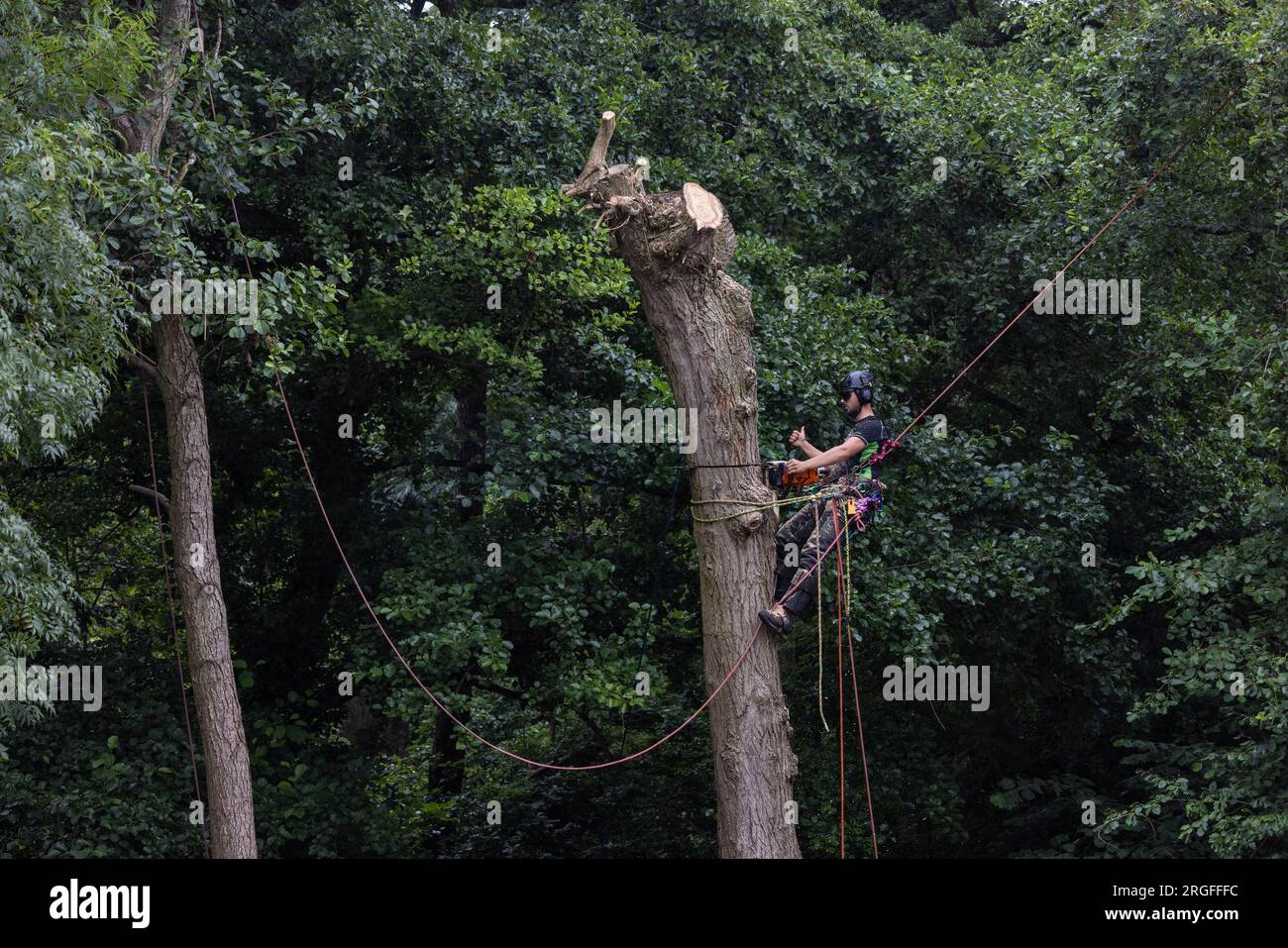 Arborist tree surgeon, using safety ropes and guide lines, felling