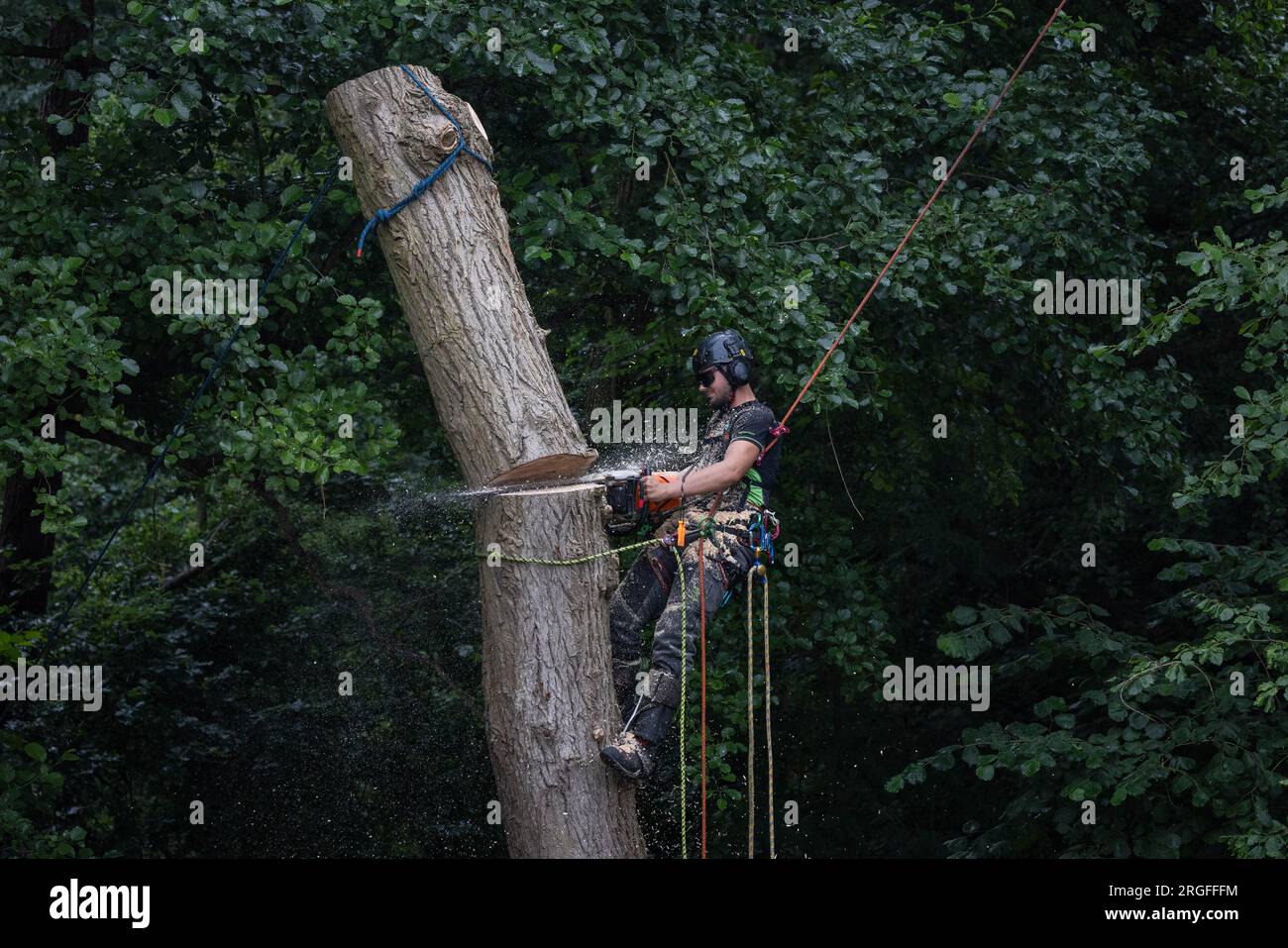 Tree with ropes hi-res stock photography and images - Page 3 - Alamy