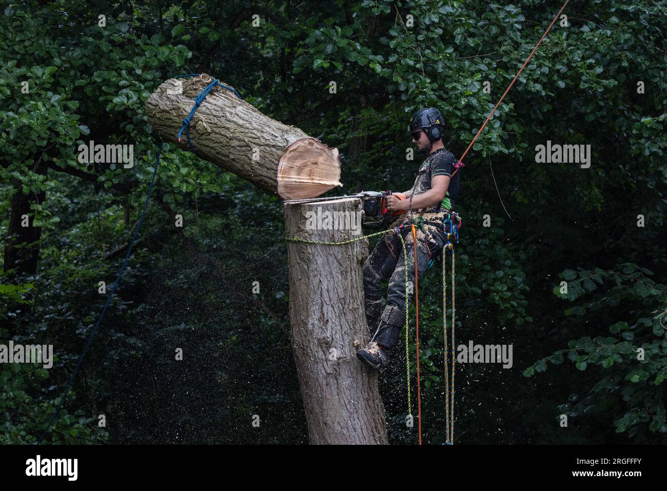 Arborist tree surgeon, using safety ropes and guide lines, felling tree in UK Stock Photo