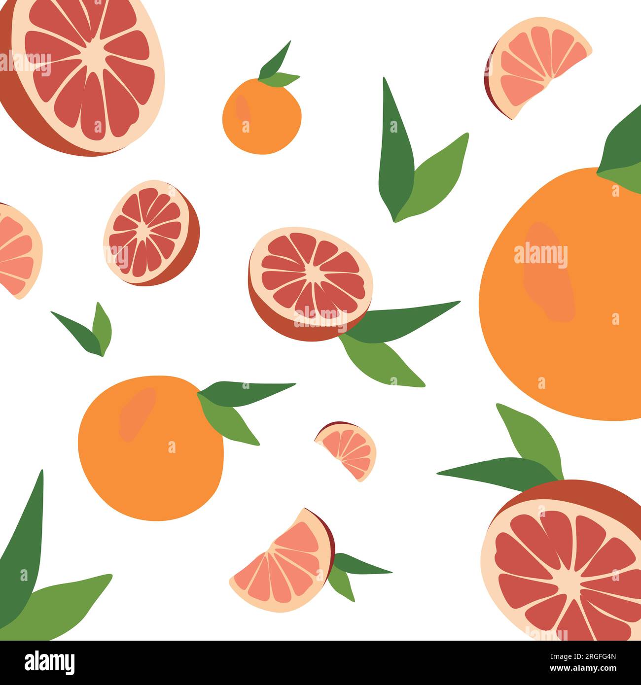 Grapefruits vector vectors hi-res stock photography and images - Alamy