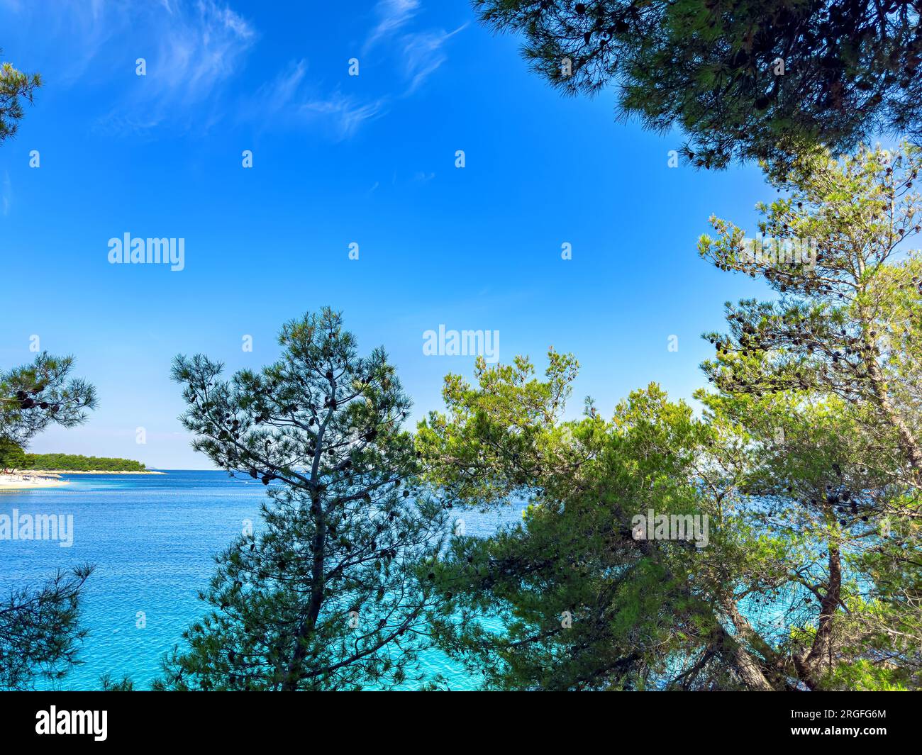 Beautiful pine tree branches hi-res stock photography and images - Alamy