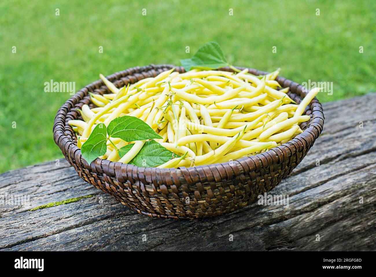 Freshly plucked yellow string beans in basket, vegetable garden in summer  season background Stock Photo - Alamy
