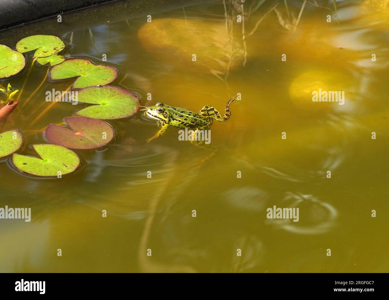 Grüner Frosch sitzt in einem Teich Stock Photo