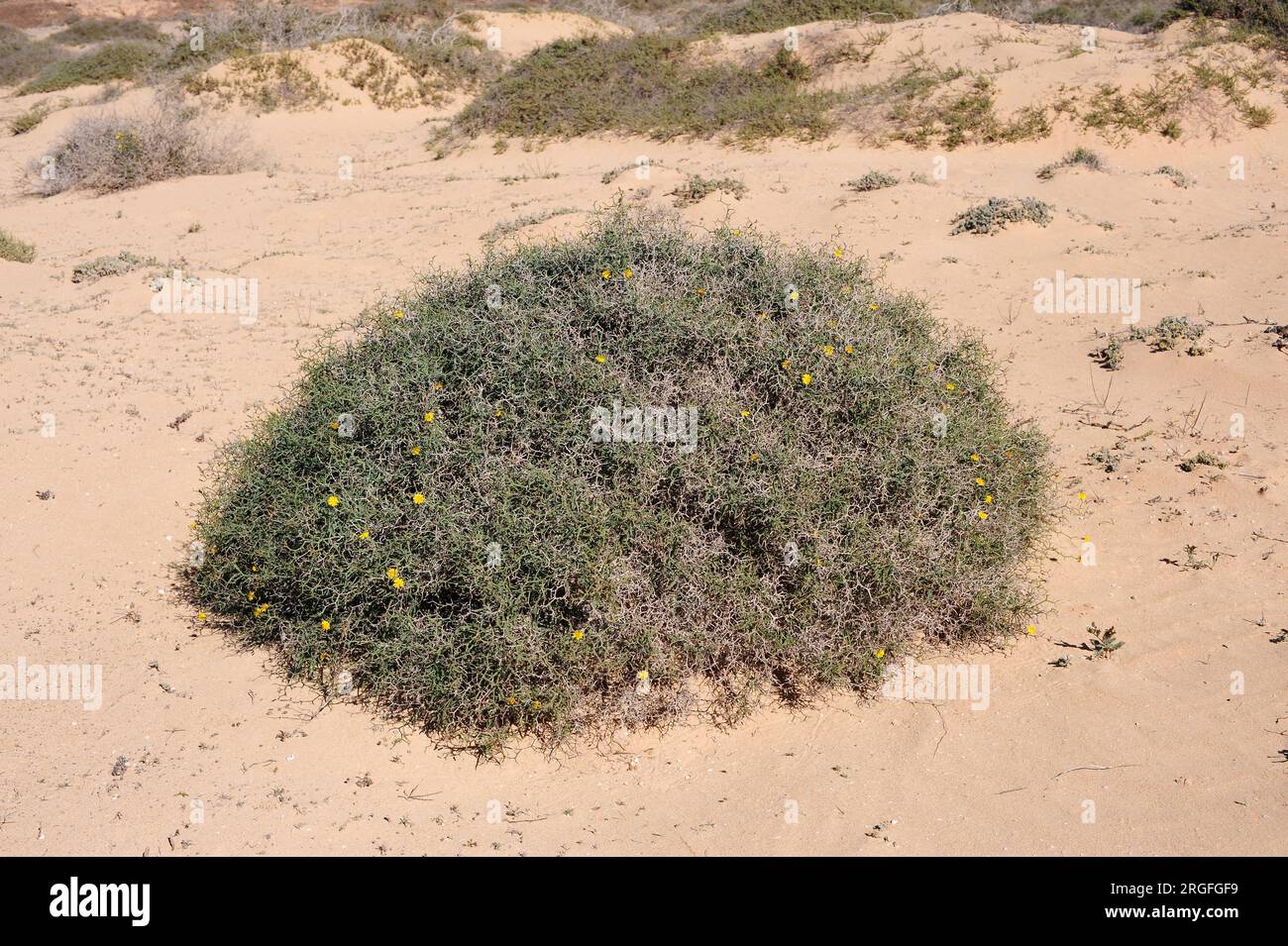 Aulaga, cardaviejo or rascaviejas (Launaea arborescens) is a dense and prickly shrub native of Canary Islands, North-west of Africa and southeast  Spa Stock Photo