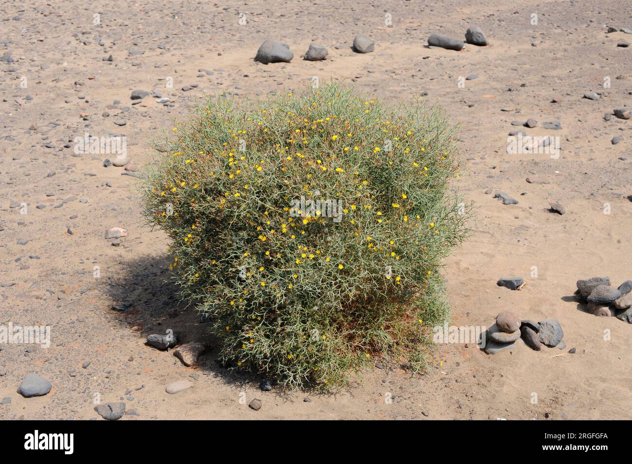 Aulaga, cardaviejo or rascaviejas (Launaea arborescens) is a dense and prickly shrub native of Canary Islands, northwest Africa and southeast Spain. T Stock Photo