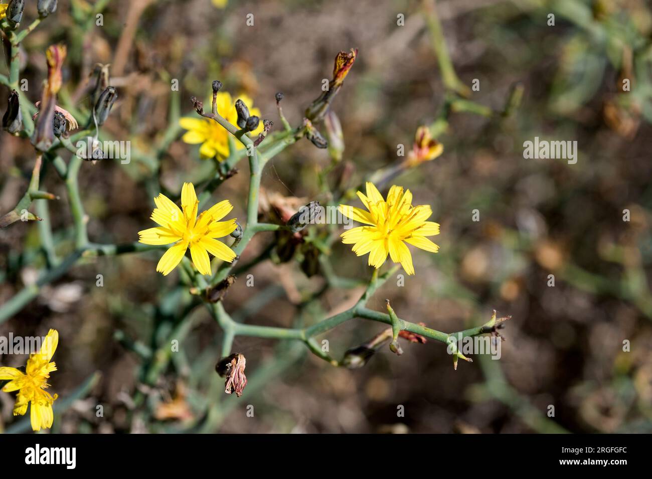 Aulaga, cardaviejo or rascaviejas (Launaea arborescens) is a dense and prickly shrub native of Canary Islands, northwest Africa and southeast  Spain. Stock Photo