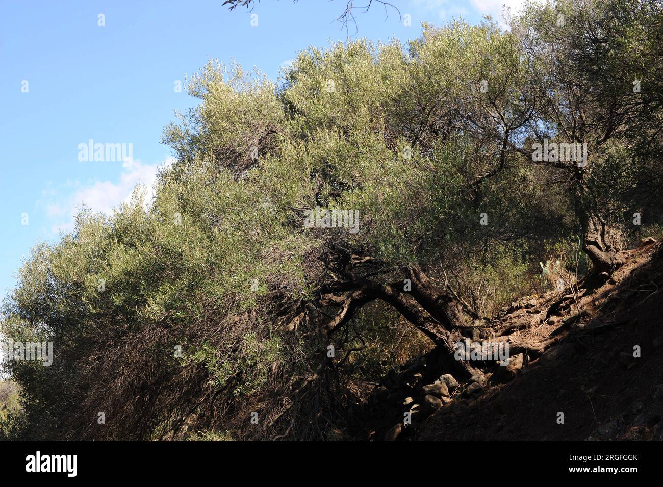 Acebuche canario or olivillo (Olea cerasiformis or Olea europaea ssp. guanchica) is a little tree endemic of Canary Islands, Spain. This photo was tak Stock Photo