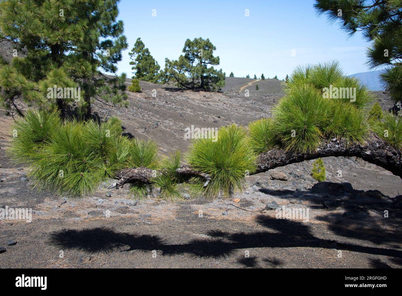 Canary island pine pinus canariensis hi-res stock photography and ...