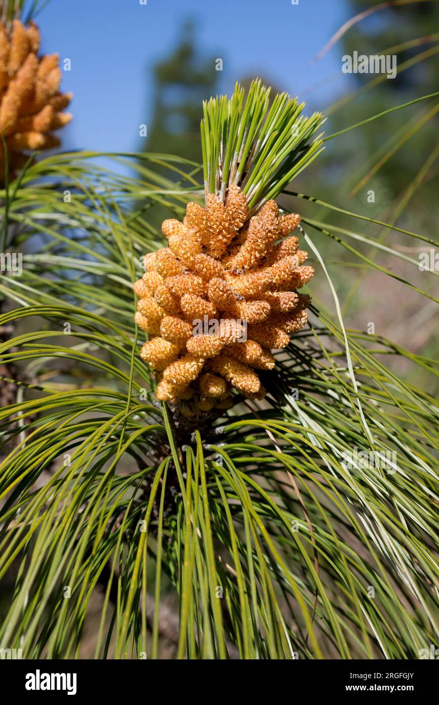 Pino canario or Canary Island pine (Pinus canariensis) is a tree endemic of Gran Canaria, Tenerife, La Gomera, La Palma and El Hierro Islands (Canary Stock Photo
