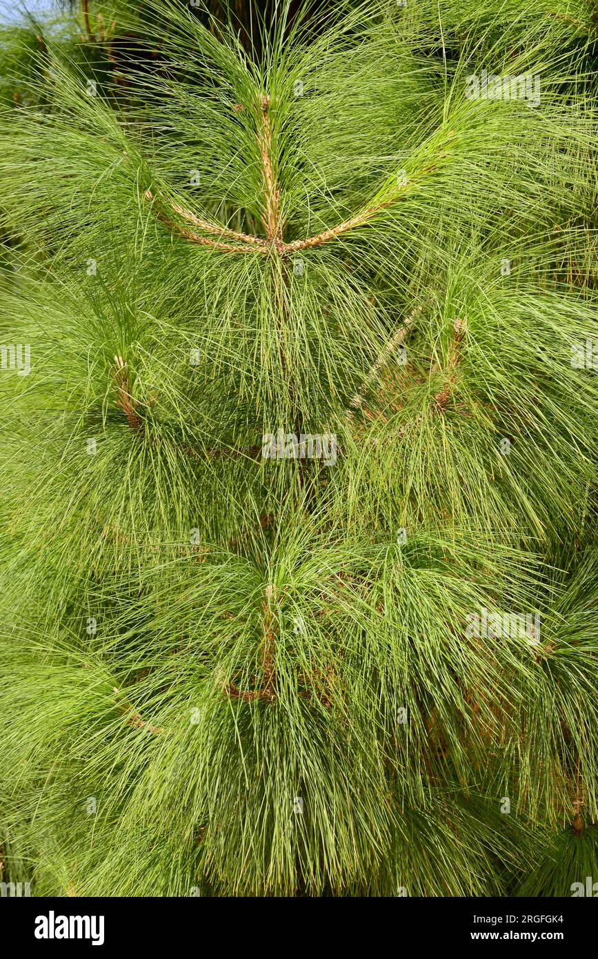 Pino canario or Canary Island pine (Pinus canariensis) is a tree endemic of Gran Canaria, Tenerife, La Gomera, La Palma and El Hierro Islands (Canary Stock Photo