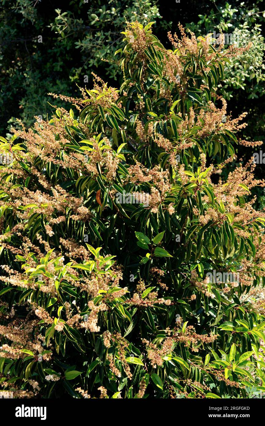 Hija, lauroceraso, laurel portugués or loro (Prunus lusitanica) is a little tree native of Macaronesia Region, Iberian Peninsula, France and Morocco. Stock Photo