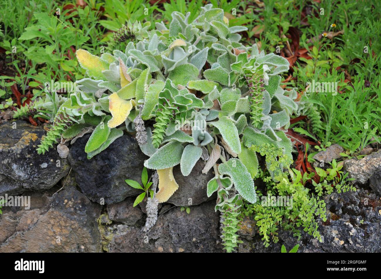 Tajora gomera (Sideritis gomerae ssp. gomerae) is an endemism of La Gomera Island, Canary Islands, Spain. Stock Photo