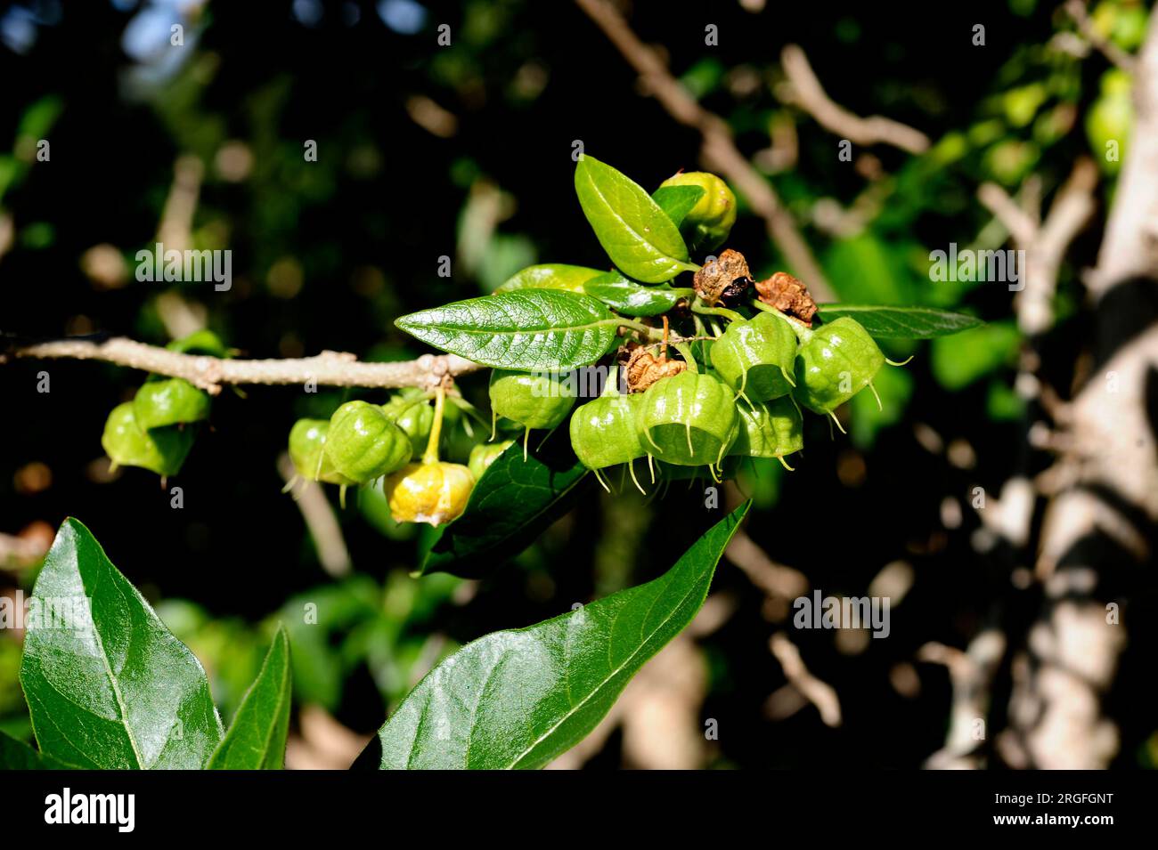 Orobal del país (Withania aristata) is a medicinal shrub endemic of Canary Islands (except Fuerteventura and Lanzarote). Fruits and leaves detail. Stock Photo