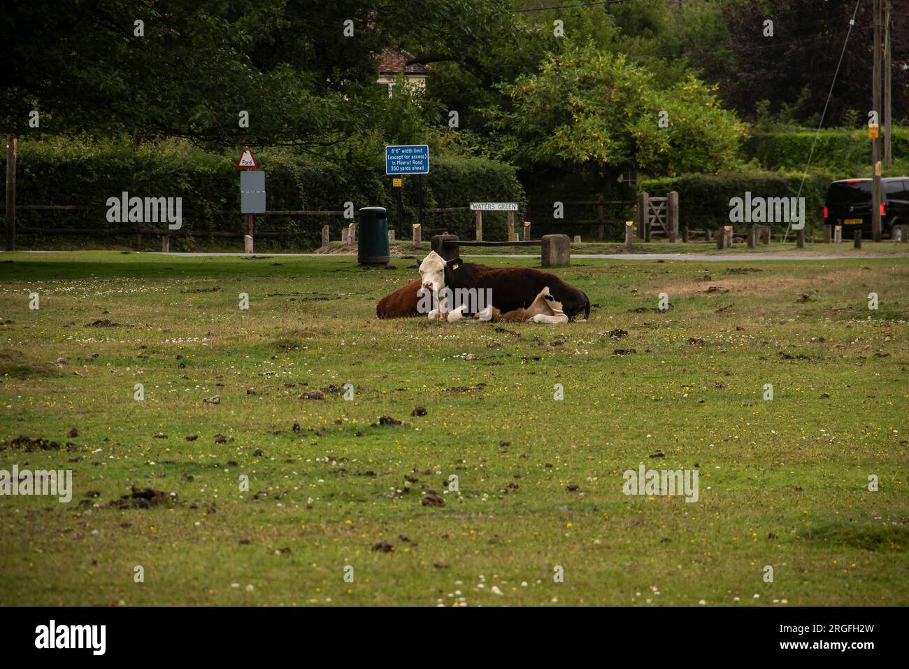 Herd of cows on the New Forest, Waters Green, Brockenhurst Stock Photo