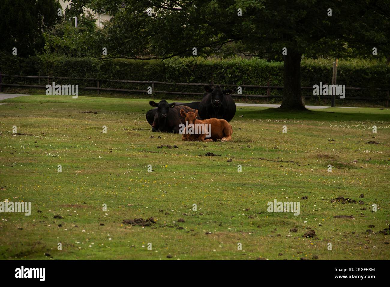 Herd of cows on the New Forest, Waters Green, Brockenhurst Stock Photo