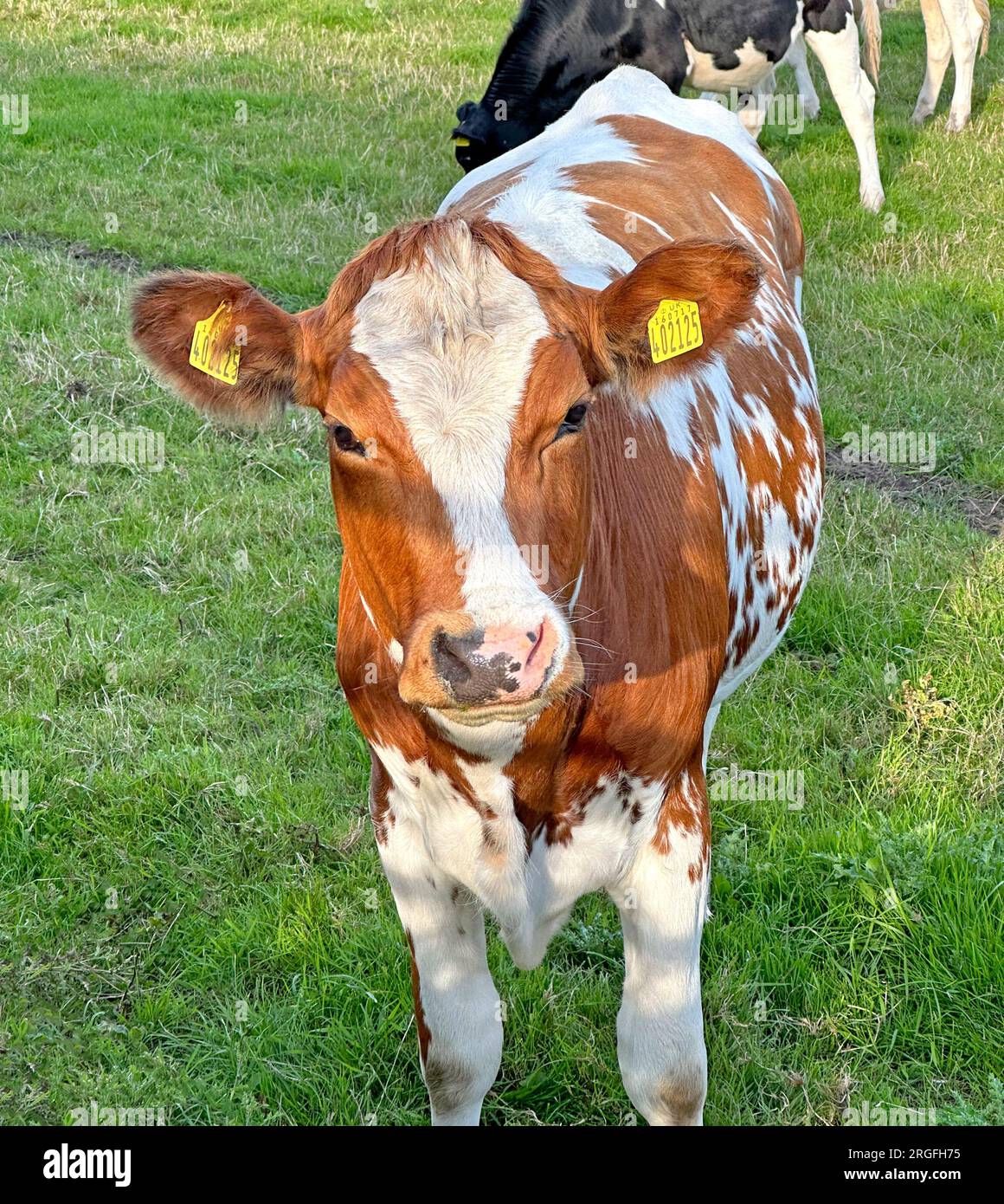 Brown and white diary cattle calf cow, tagged on a farmers, field, Hatton, Cheshire, England, UK, WA4 4DA Stock Photo