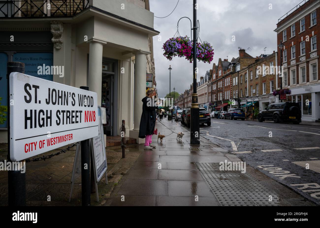 St John's Wood, London, UK: St John's Wood High Street, London in the rain. A woman looks at her mobile phone while out walking her dogs. Stock Photo