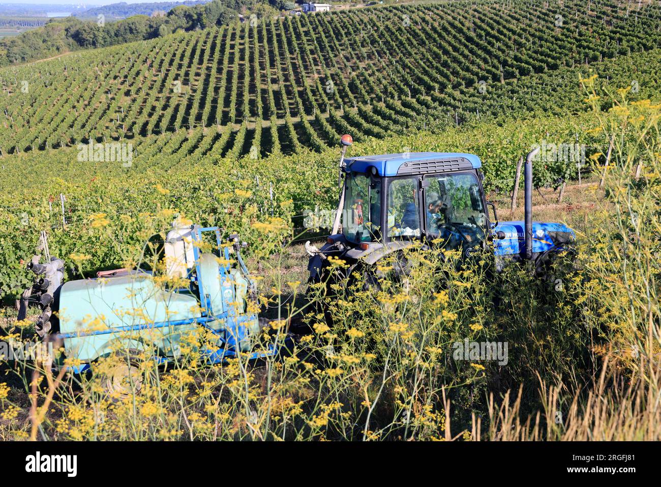 Sulfatage d’une vigne dans le vignoble de Bordeaux. Vignoble de Cadillac et premières côtes de Bordeaux. Gironde, France, Europe Stock Photo