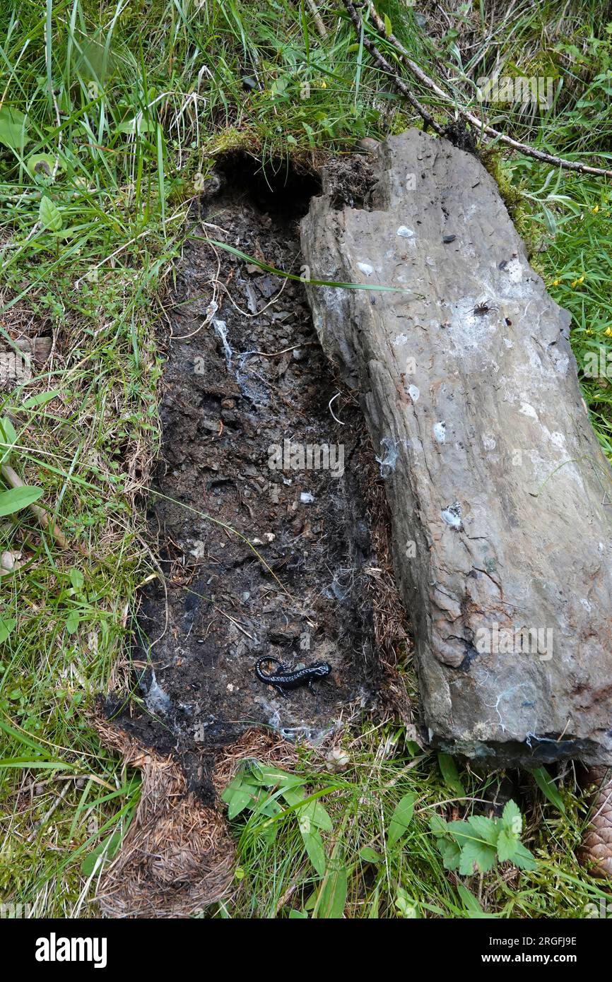 Natural closeup on the charcoal black Alpine salamander, Salamandra atra hiding under a stone in the Austrian Carinthian Alps Stock Photo