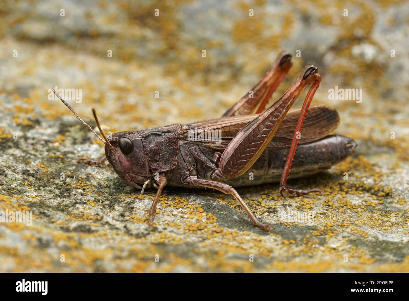 Detailed closeup on the large mountain grasshopper , Stauroderus scalaris sitting on a stone Stock Photo