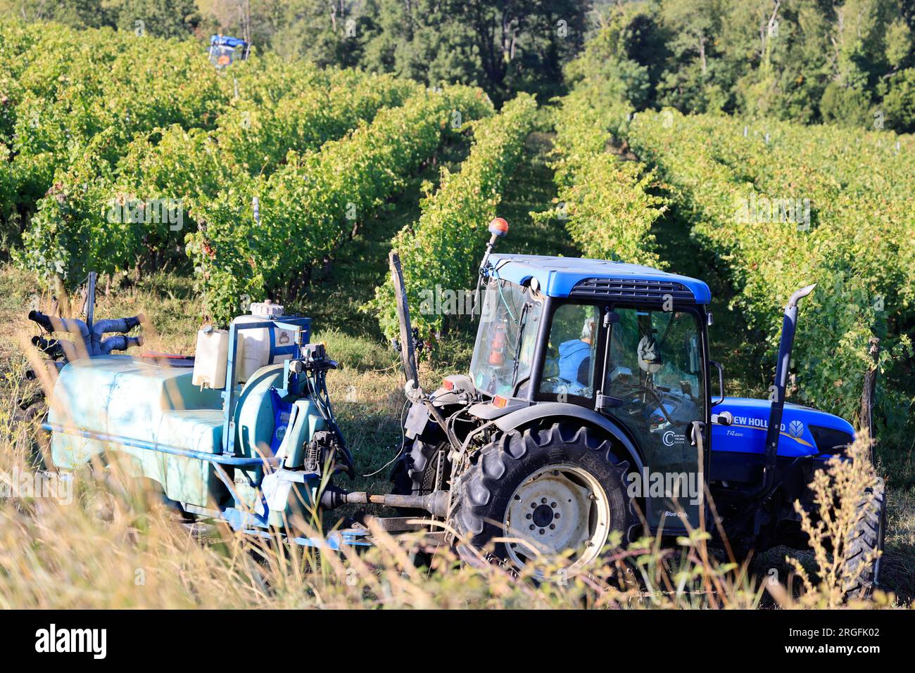 Sulfatage d’une vigne dans le vignoble de Bordeaux. Vignoble de Cadillac et premières côtes de Bordeaux. Gironde, France, Europe Stock Photo