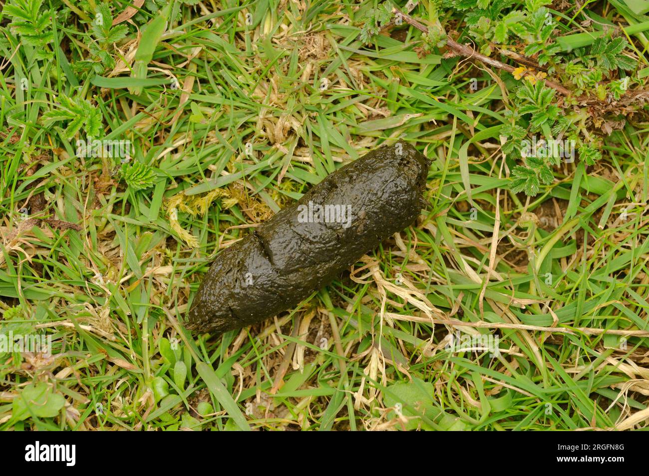 Animal scat hi-res stock photography and images - Alamy