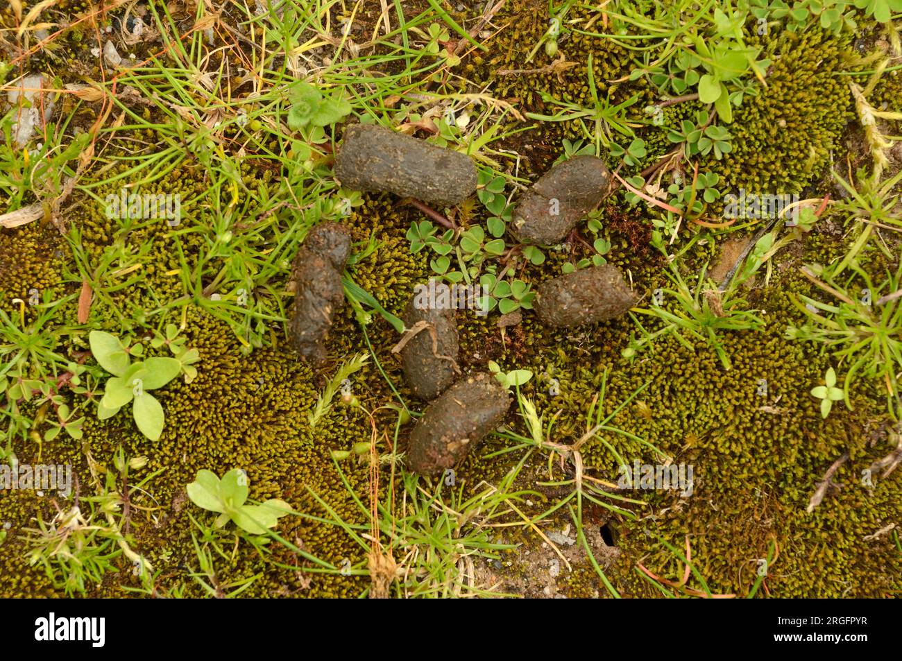Longnosed Potoroo Potorous tridactylus Scat, dung, faeces Photographed