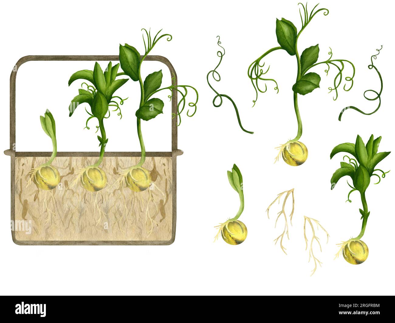 Seedling With Roots Composition and isolates separately, brown planters with soil, pea ...
