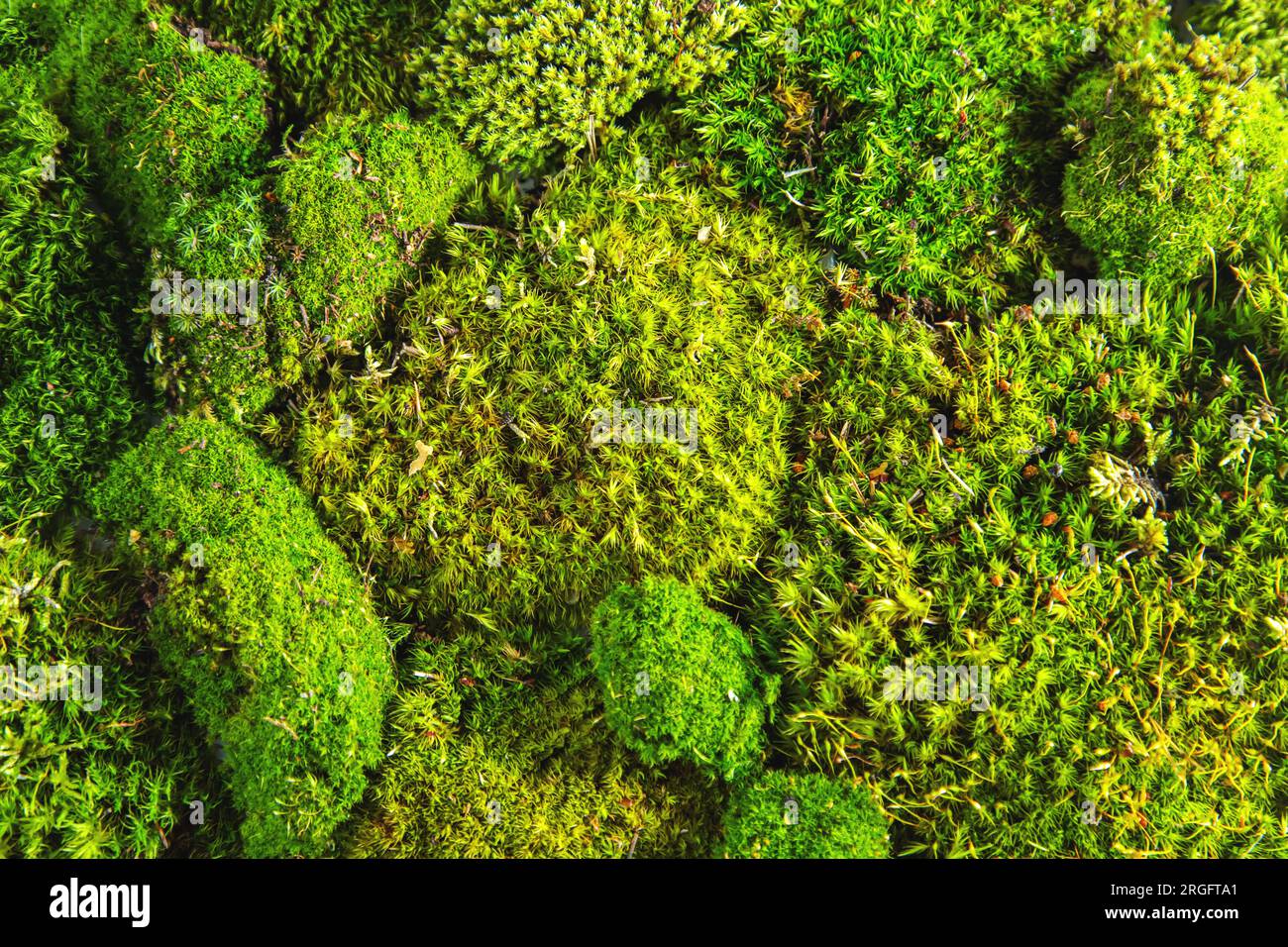 Natural texture of reindeer moss hi-res stock photography and images ...