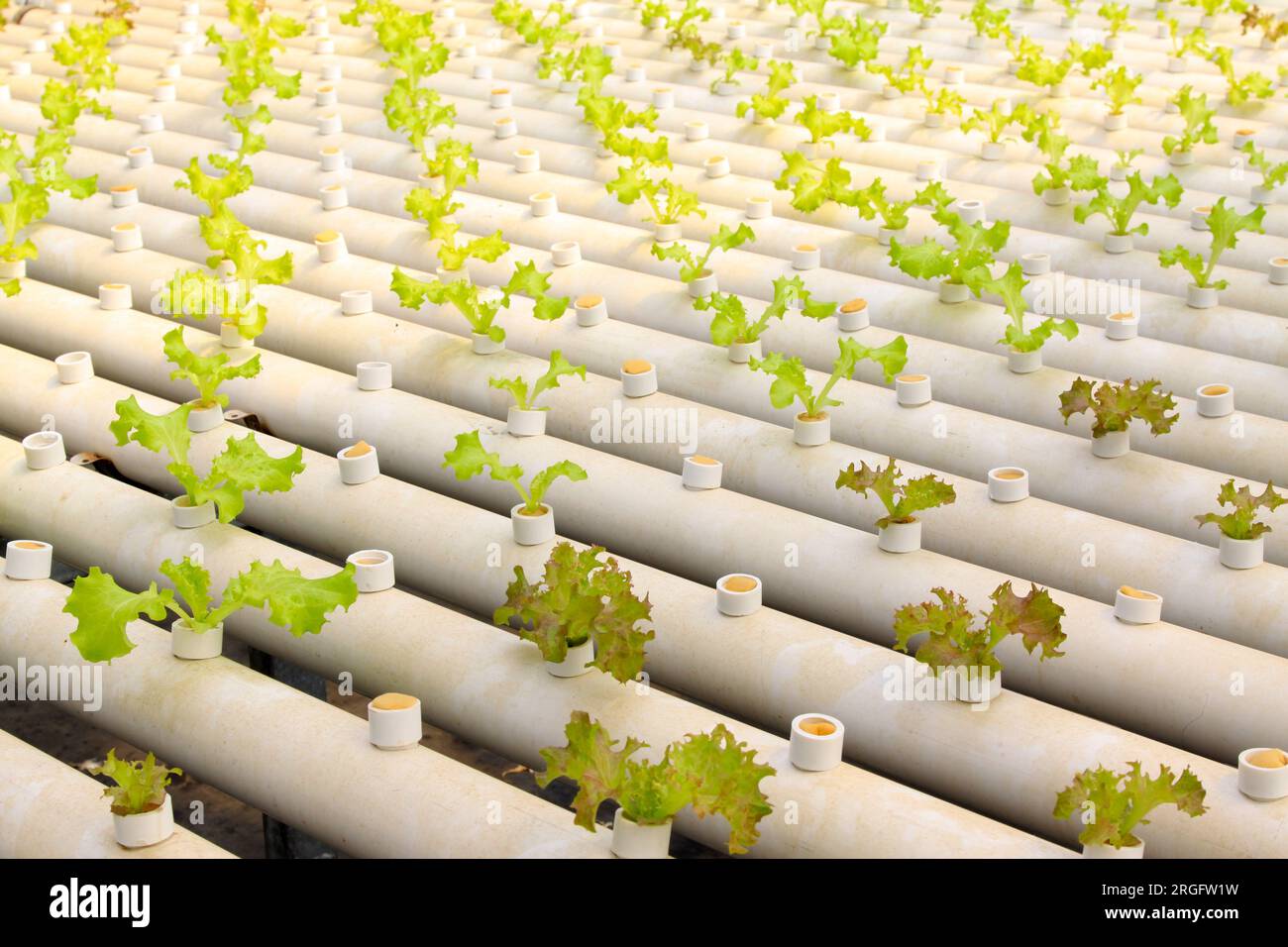lettuce cultivation celery in a greenhouse, north china Stock Photo Alamy