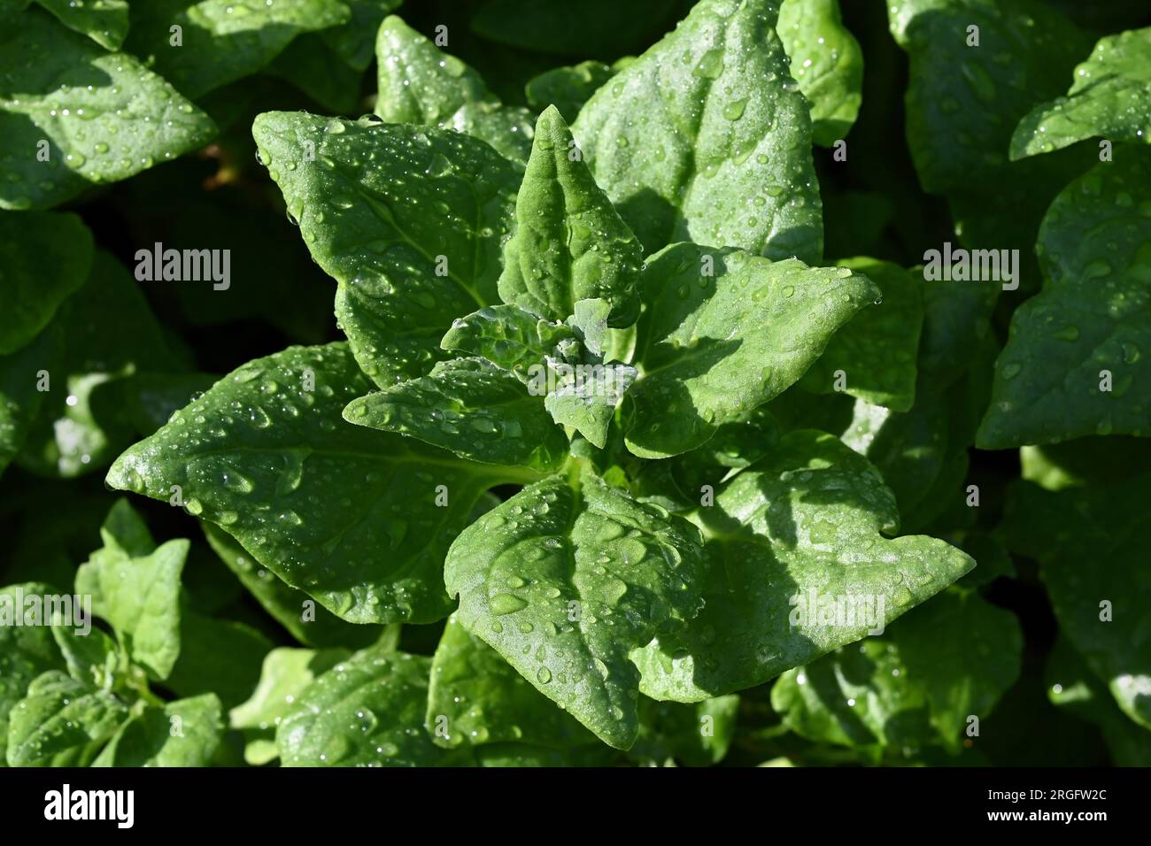 Closeup of green bolted spinach leaves with droplets of water grown in organic vegetable garden