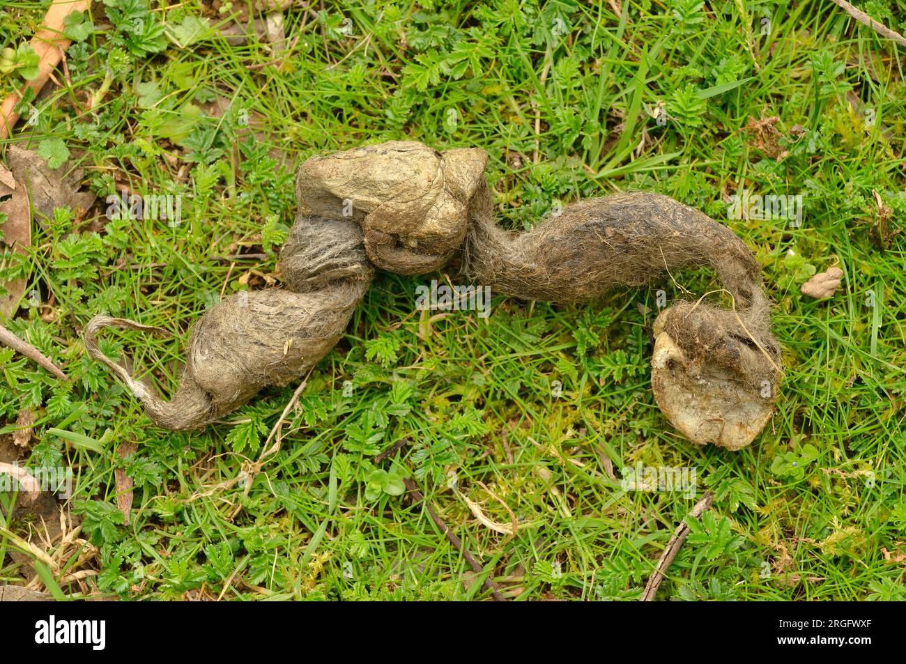 Tasmanian Devil Sarcophilus harrisii Scat, dung, faeces Photographed in