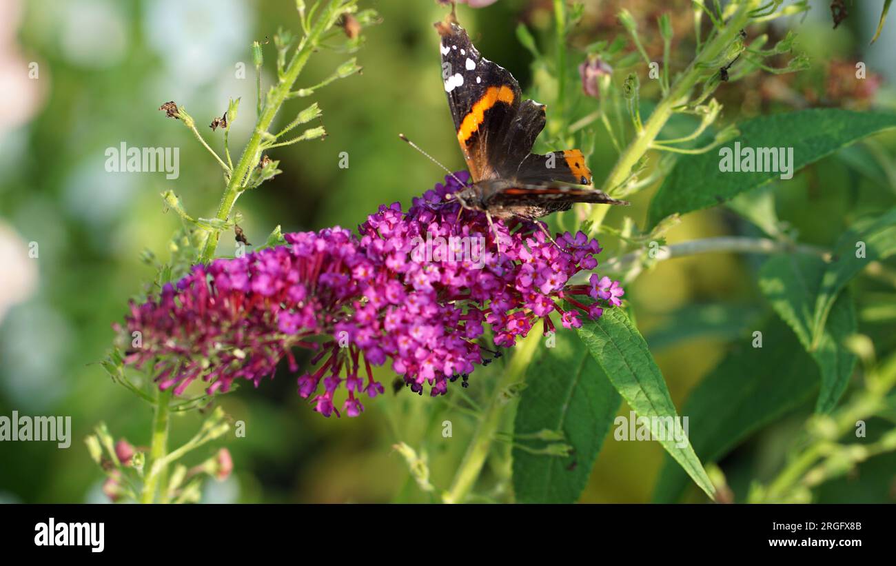 A butterfly visits a Cranrazz butterfly bush in summer Stock Photo - Alamy