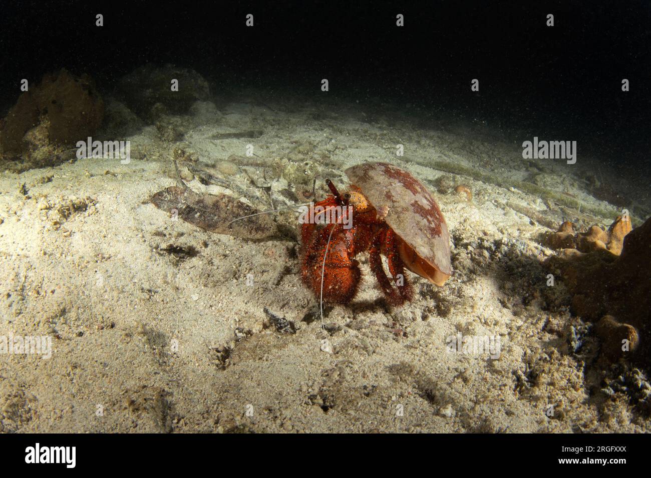 White spotted hermit crab on the seabed in Raja Ampat. Dardanus megistos during dive in Indonesia. Big red hermit crab during night dive. Stock Photo