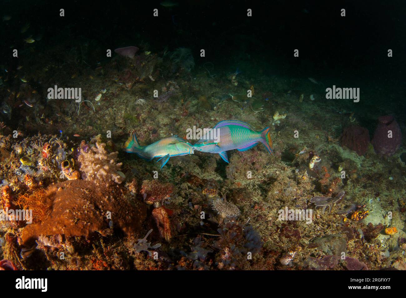 Princess parrotfish on the seabed in Raja Ampat. Scarus taeniopterus during dive in Indonesia. Parrotfish are fighting between themselfs. Blue fish wi Stock Photo