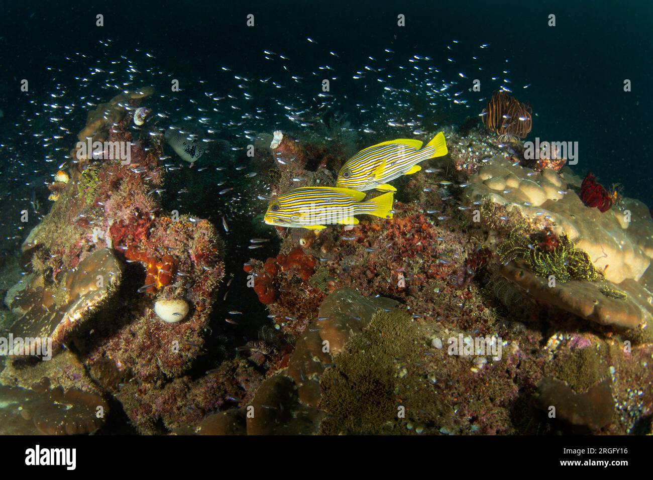 Ribboned sweetlips on the seabed in Raja Ampat. Plectorhinchus polytaenia during the dive in Indonesia. White fish with yellow strips on the bottom. Stock Photo
