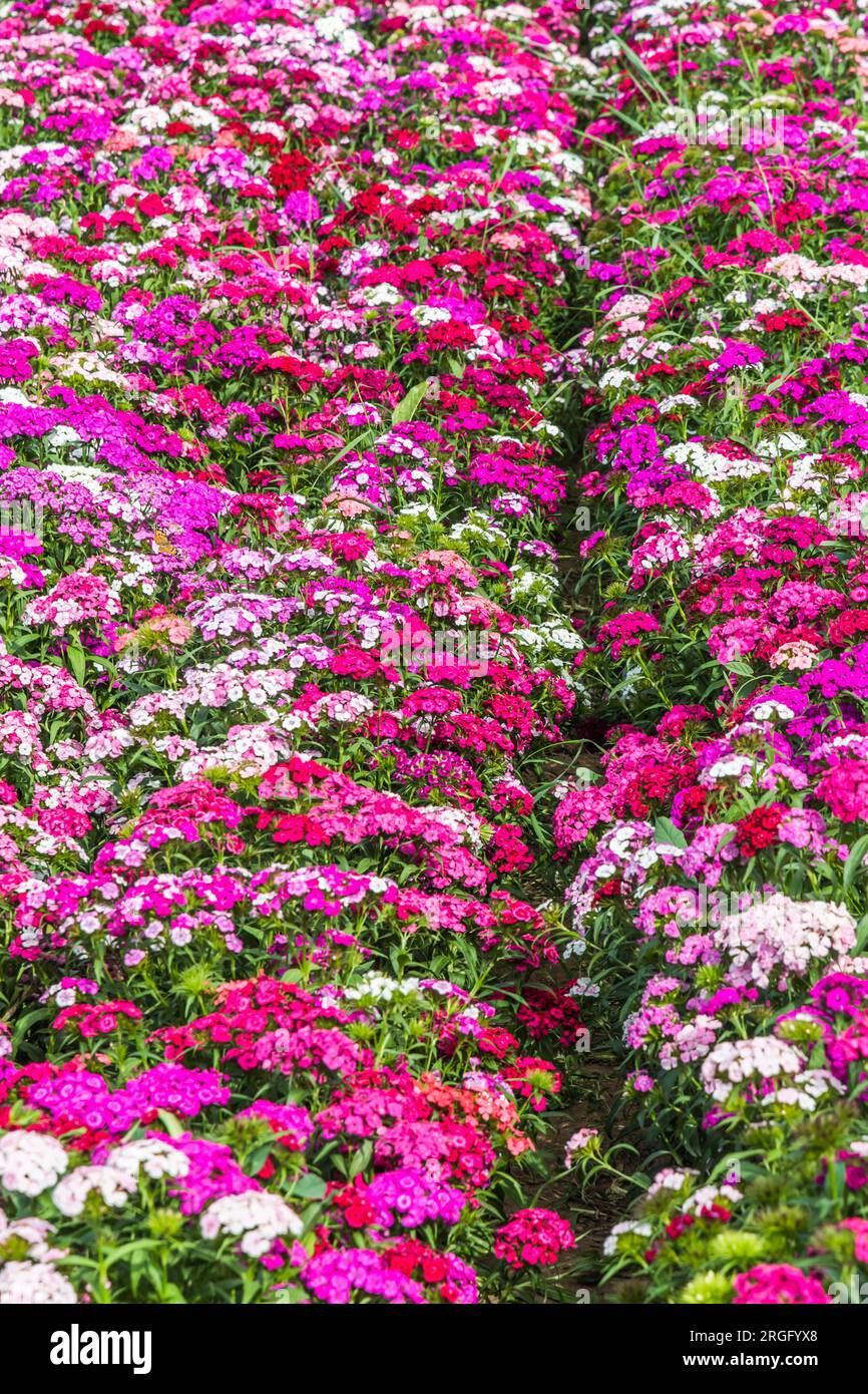Bed of Dianthus Barbatus, called sweet William, flowers in pink, purple and white colors, vertical Stock Photo