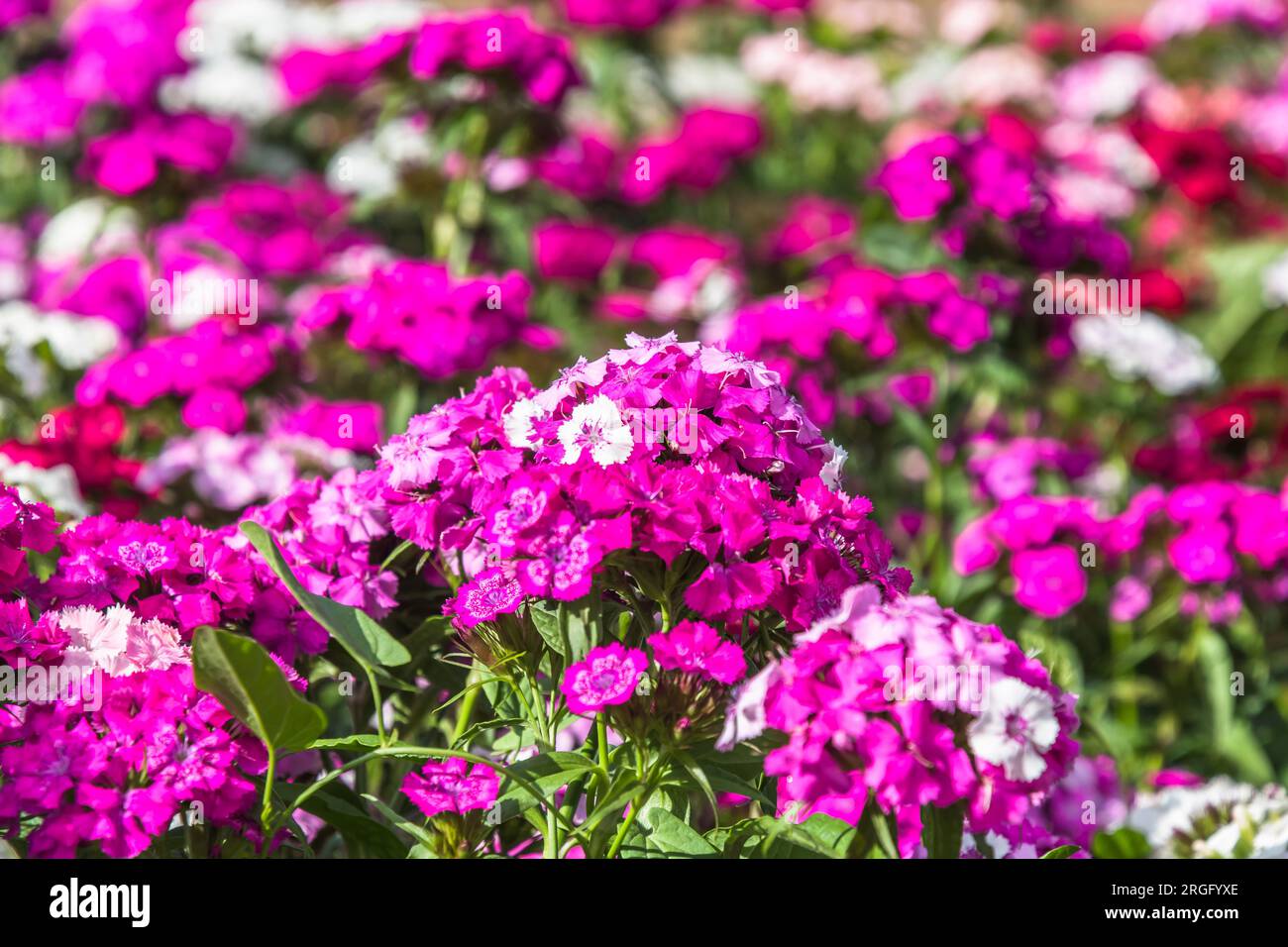 Bed of Dianthus Barbatus, called sweet William, flowers in pink, purple and white colors, close up Stock Photo