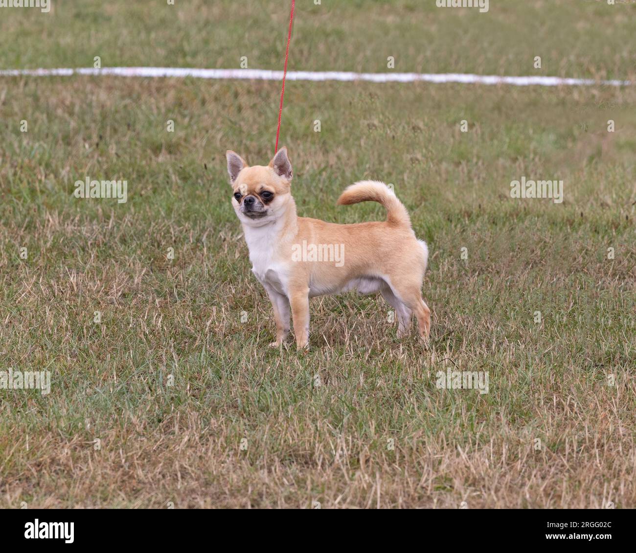 A smooth coat chihuahua breed of dog Stock Photo