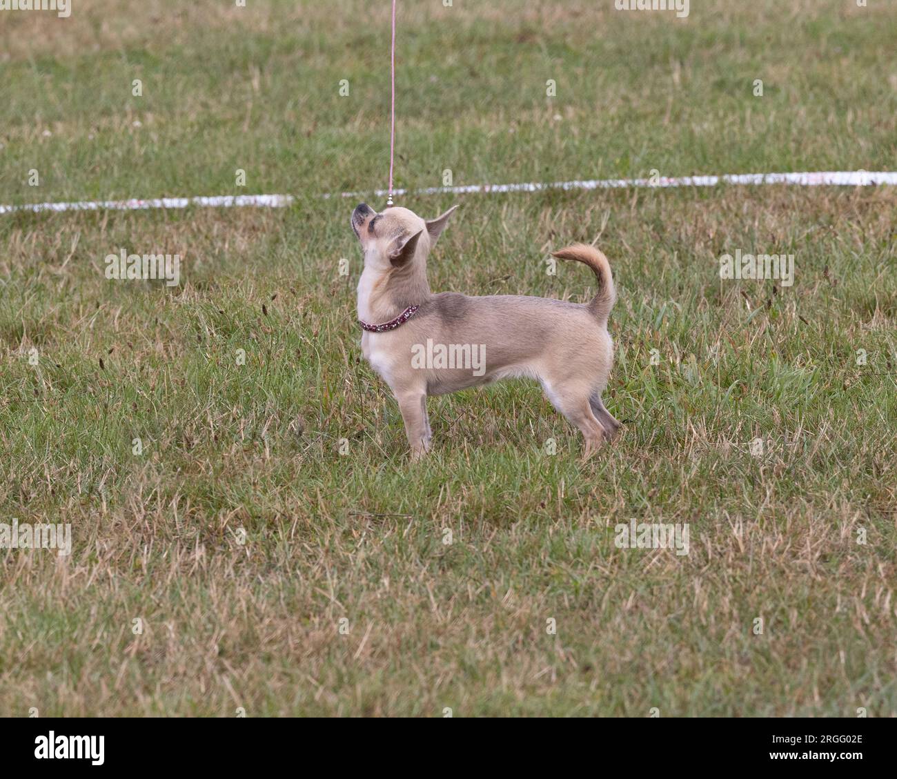 A smooth coat chihuahua breed of dog Stock Photo Alamy