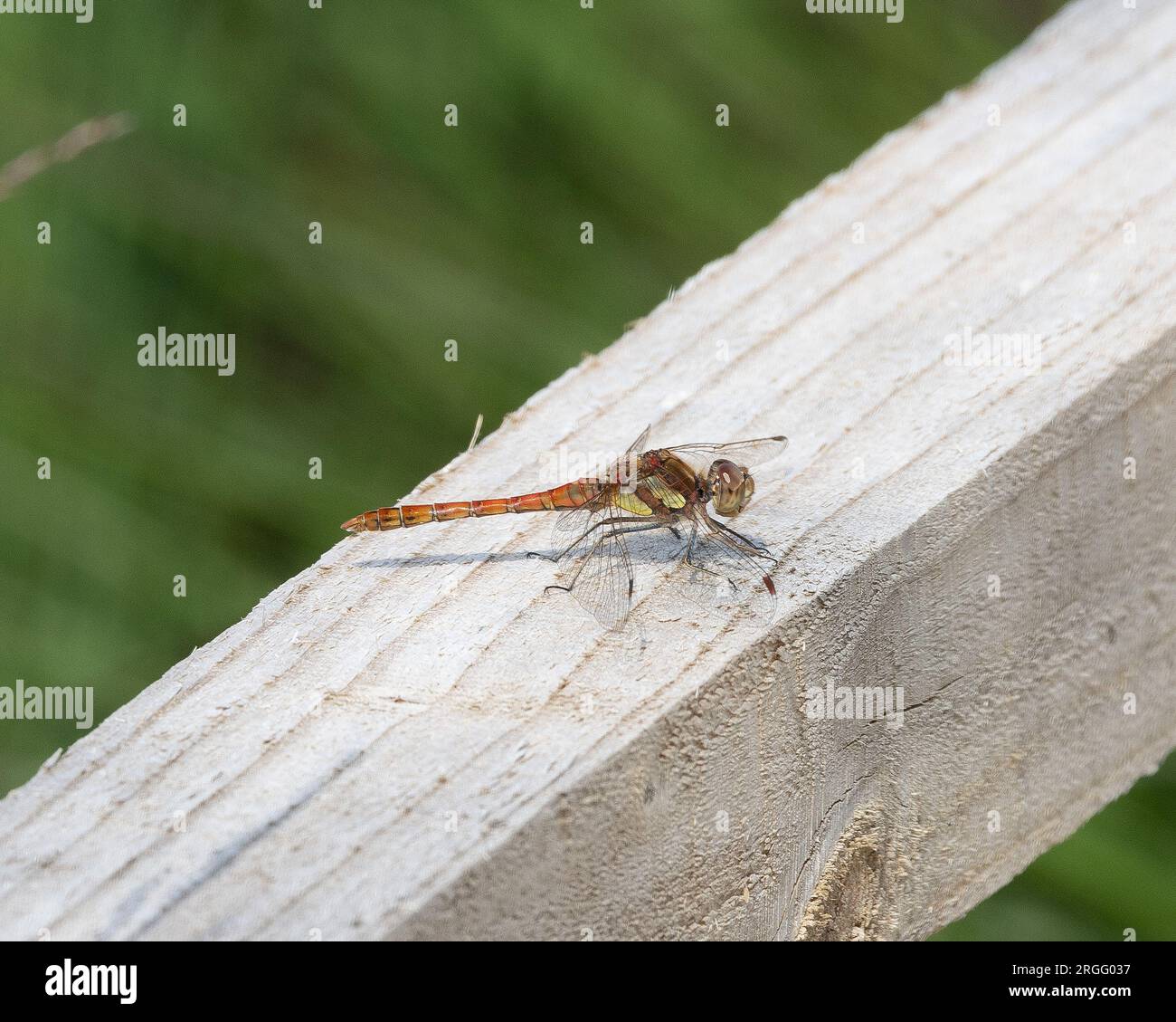 Common Darter dragonfly resting Stock Photo