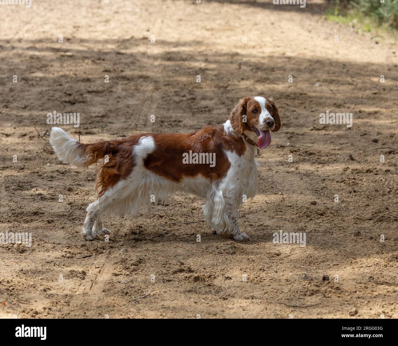 A Welsh Springer Spaniel Stock Photo
