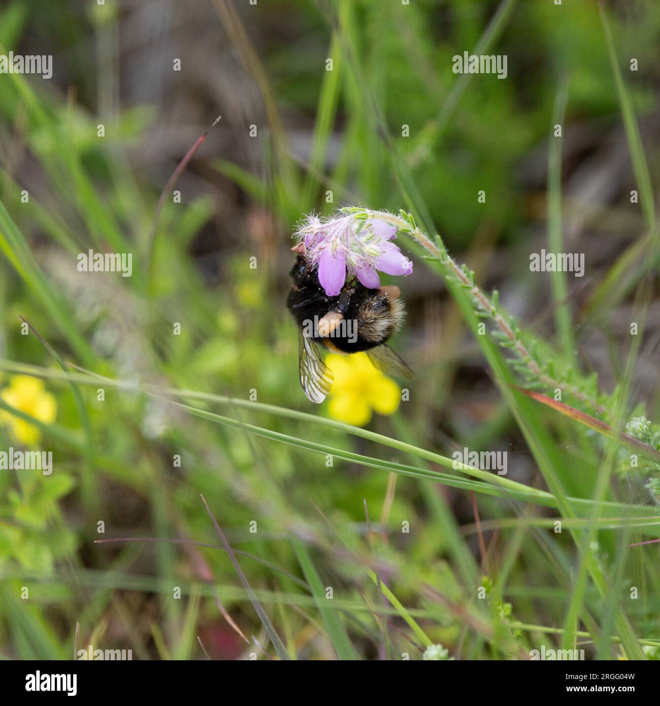 Pollen pollen sacs hi-res stock photography and images - Alamy