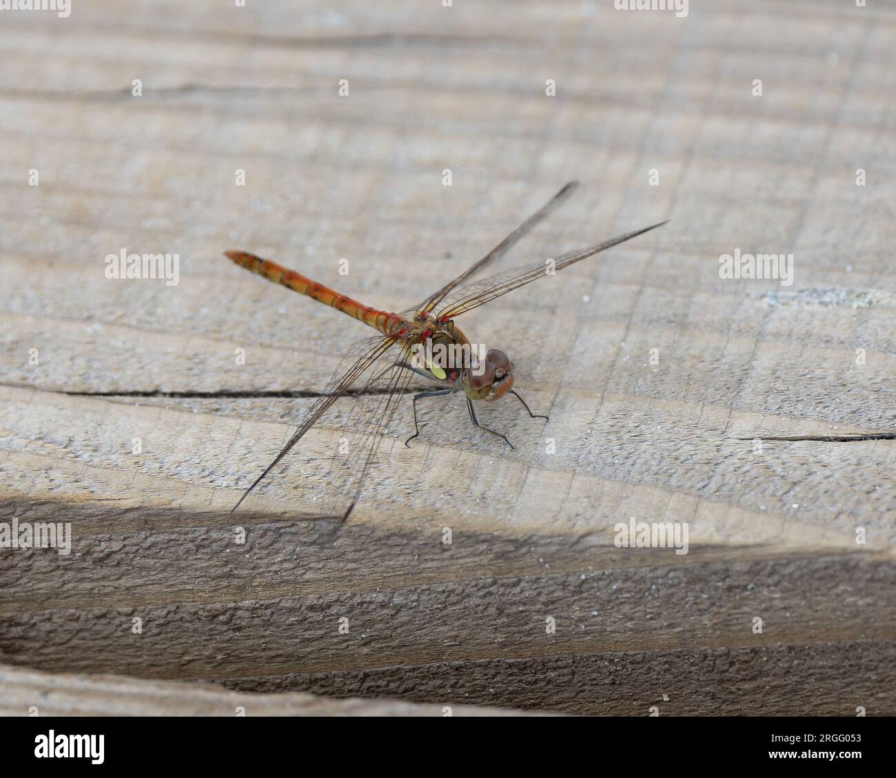 Common Darter dragonfly resting Stock Photo