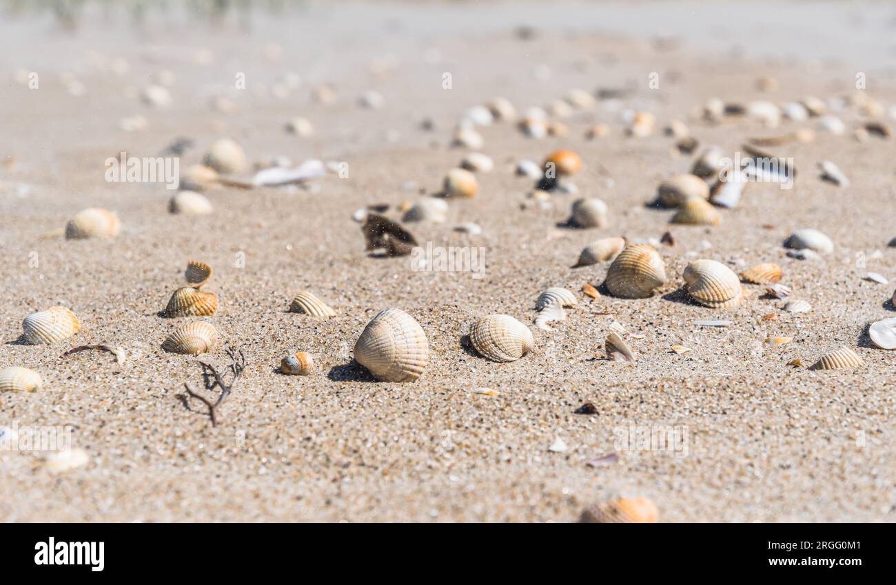 Mussel shells in the sand at a beach Stock Photo Alamy