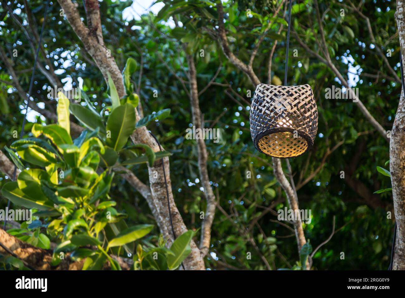 Paper lantern hanging on trees hi-res stock photography and images - Alamy