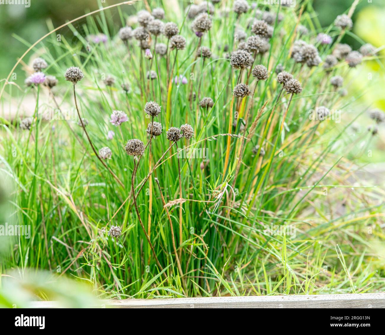 chives growing in a garden Stock Photo