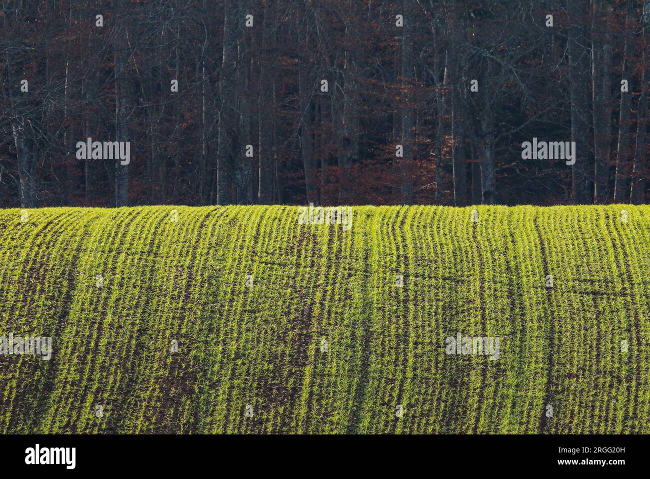 Field and forest at the foot of the swiss Jura Stock Photo